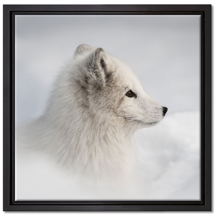 Anmutiger Polarfuchs im Schnee auf Leinwandbild Quadratisch gerahmt Größe 40x40