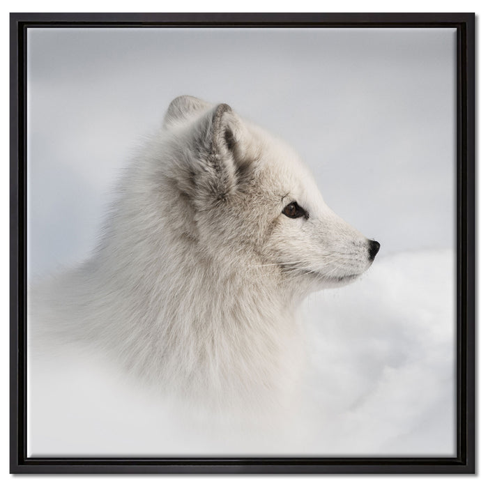 Anmutiger Polarfuchs im Schnee auf Leinwandbild Quadratisch gerahmt Größe 60x60