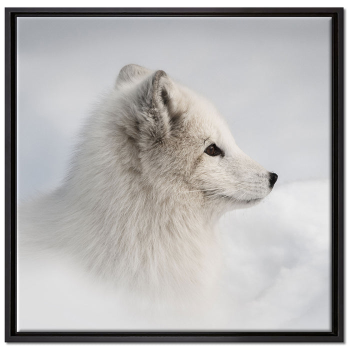 Anmutiger Polarfuchs im Schnee auf Leinwandbild Quadratisch gerahmt Größe 70x70