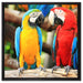 Zwei Papageien auf einem Ast auf Leinwandbild Quadratisch gerahmt Größe 60x60