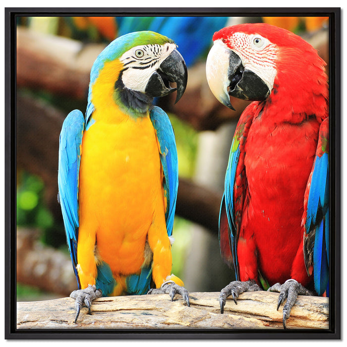 Zwei Papageien auf einem Ast auf Leinwandbild Quadratisch gerahmt Größe 70x70
