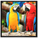 Zwei Papageien auf einem Ast auf Leinwandbild Quadratisch gerahmt Größe 70x70