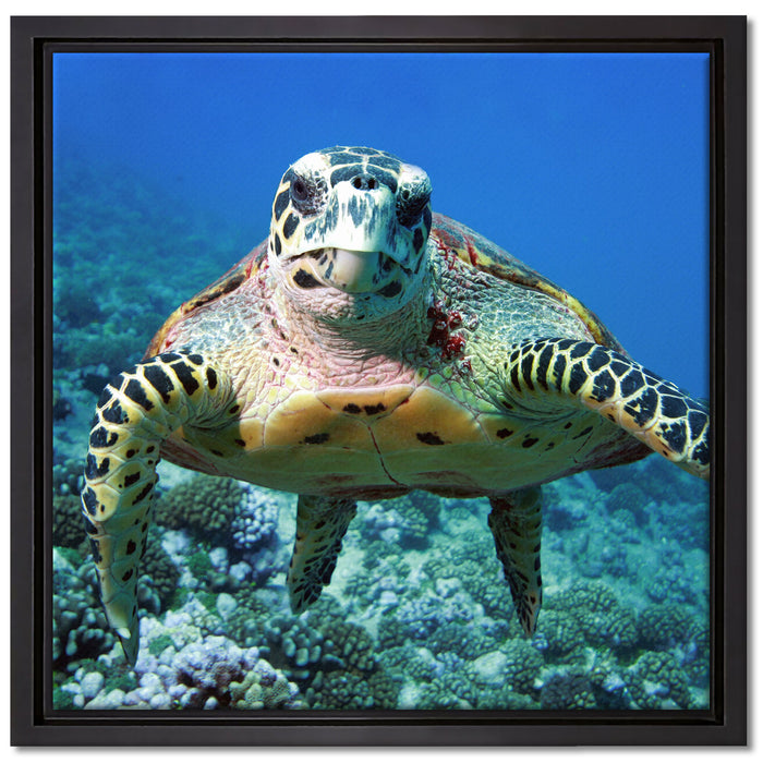 Schildkröte  Korallenriff auf Leinwandbild Quadratisch gerahmt Größe 40x40