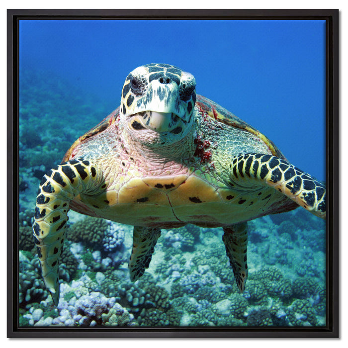 Schildkröte  Korallenriff auf Leinwandbild Quadratisch gerahmt Größe 60x60
