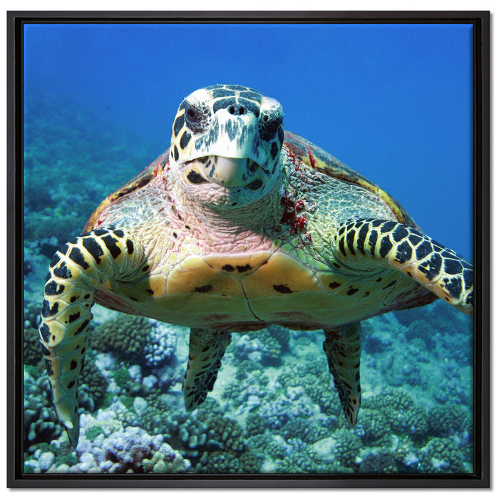 Schildkröte  Korallenriff auf Leinwandbild Quadratisch gerahmt Größe 70x70