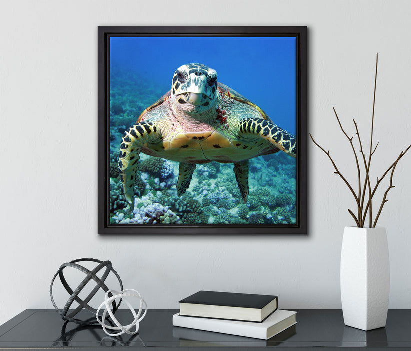 Schildkröte  Korallenriff  auf Leinwandbild Quadratisch gerahmt mit Kirschblüten