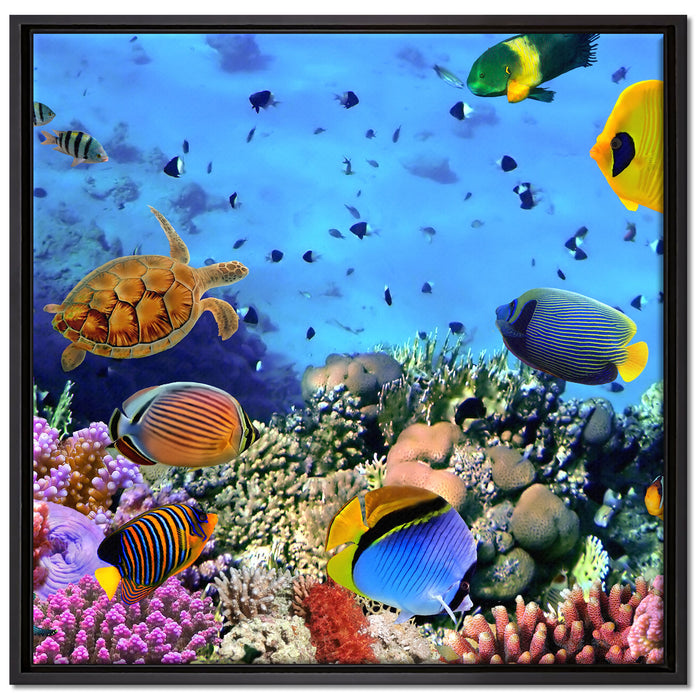 Fische über Korallenriff auf Leinwandbild Quadratisch gerahmt Größe 70x70