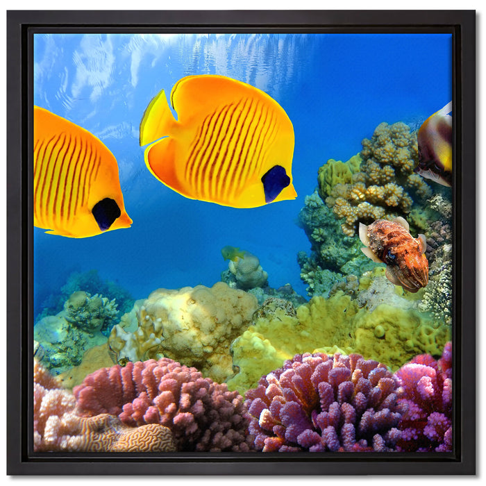 Fische Korallenriff auf Leinwandbild Quadratisch gerahmt Größe 40x40