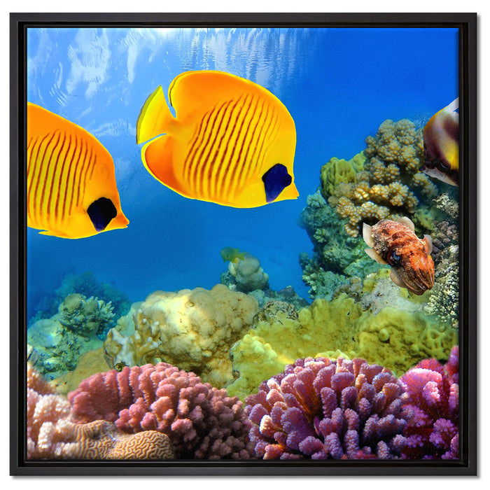 Fische Korallenriff auf Leinwandbild Quadratisch gerahmt Größe 60x60