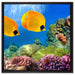 Fische Korallenriff auf Leinwandbild Quadratisch gerahmt Größe 60x60
