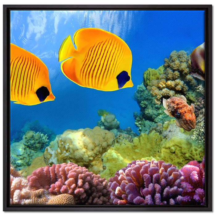 Fische Korallenriff auf Leinwandbild Quadratisch gerahmt Größe 70x70