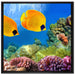 Fische Korallenriff auf Leinwandbild Quadratisch gerahmt Größe 70x70