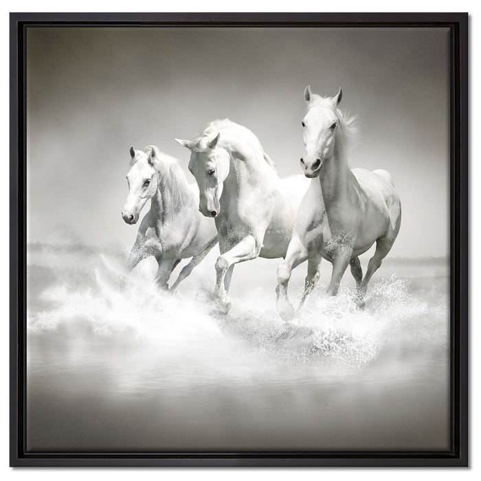 Pferde rennen im Wasser auf Leinwandbild Quadratisch gerahmt Größe 60x60