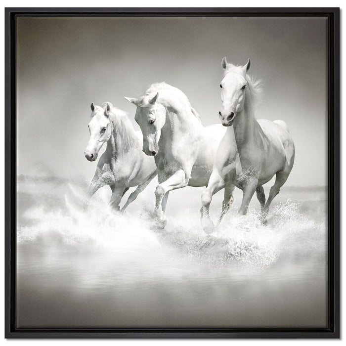 Pferde rennen im Wasser auf Leinwandbild Quadratisch gerahmt Größe 70x70