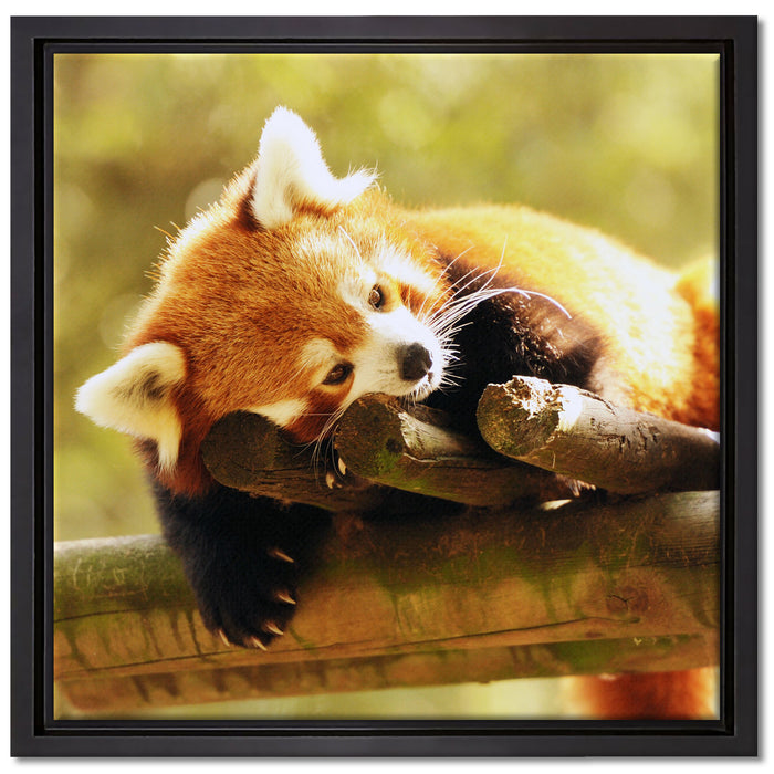 Kleiner Panda träumt auf Leinwandbild Quadratisch gerahmt Größe 40x40