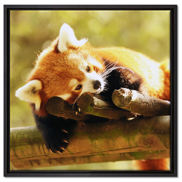 Kleiner Panda träumt auf Leinwandbild Quadratisch gerahmt Größe 60x60