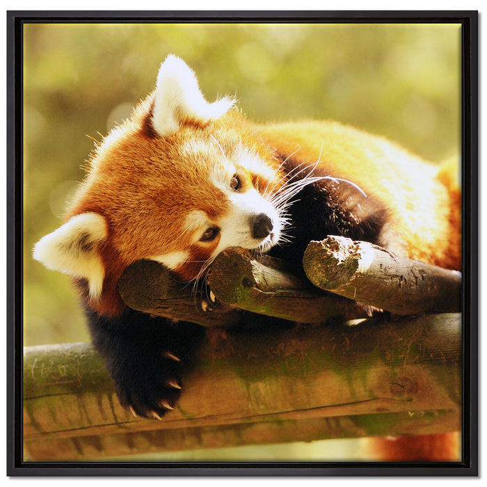 Kleiner Panda träumt auf Leinwandbild Quadratisch gerahmt Größe 70x70