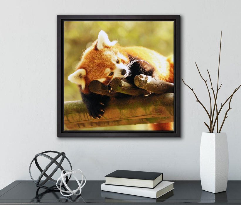 Kleiner Panda träumt  auf Leinwandbild Quadratisch gerahmt mit Kirschblüten