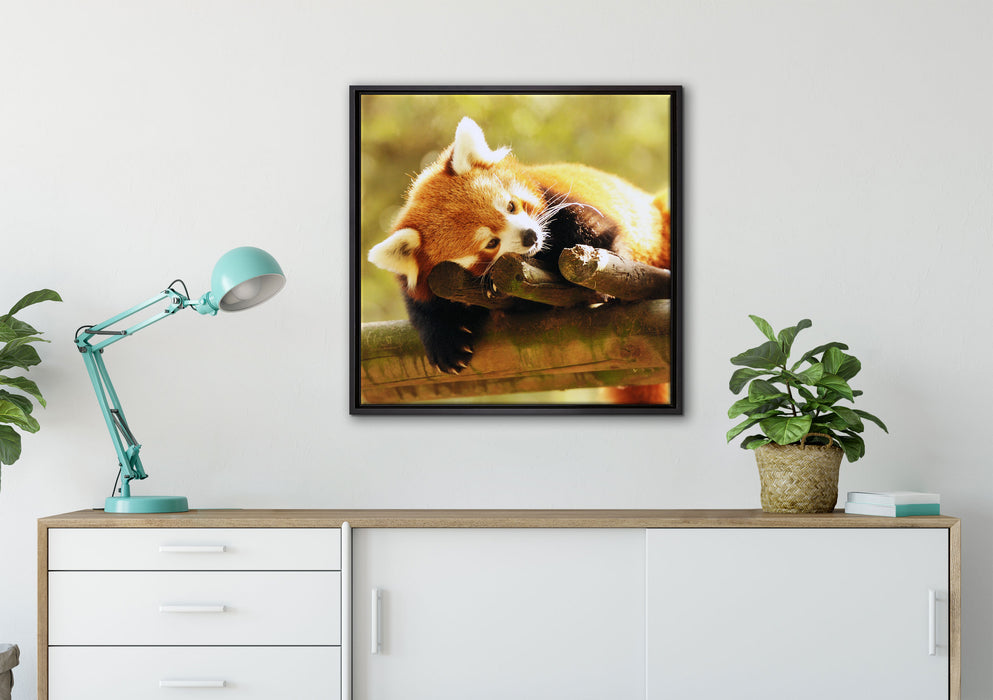Kleiner Panda träumt auf Leinwandbild gerahmt Quadratisch verschiedene Größen im Wohnzimmer