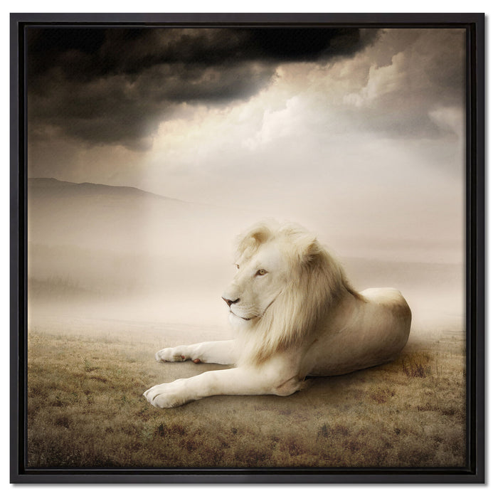 Stolzer weißer Löwenkönig auf Leinwandbild Quadratisch gerahmt Größe 60x60