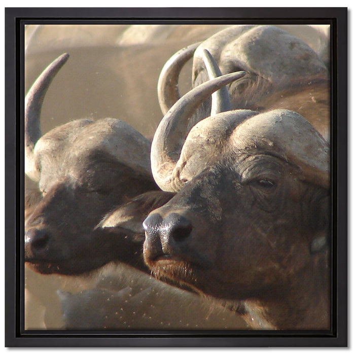 Zwei gemütliche Wasserbüffel auf Leinwandbild Quadratisch gerahmt Größe 40x40