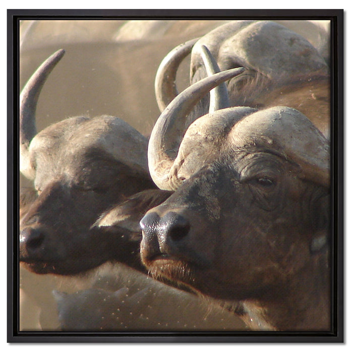 Zwei gemütliche Wasserbüffel auf Leinwandbild Quadratisch gerahmt Größe 60x60