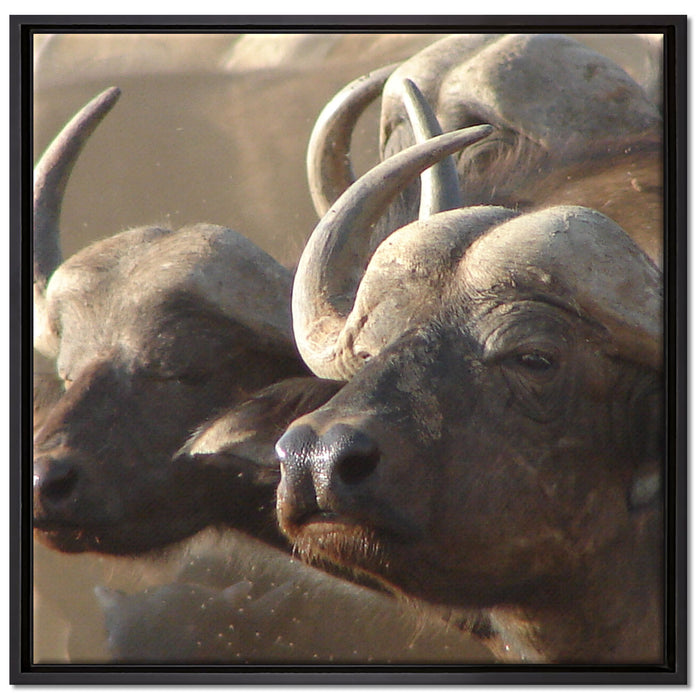 Zwei gemütliche Wasserbüffel auf Leinwandbild Quadratisch gerahmt Größe 70x70