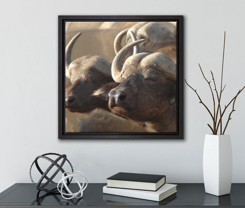 Zwei gemütliche Wasserbüffel  auf Leinwandbild Quadratisch gerahmt mit Kirschblüten