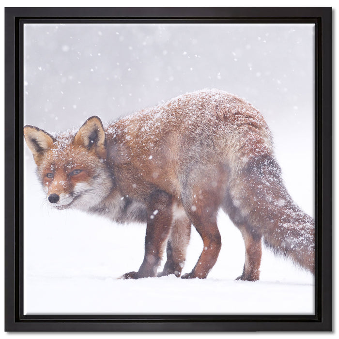 Roter Fuchs im Schneegestöber auf Leinwandbild Quadratisch gerahmt Größe 40x40