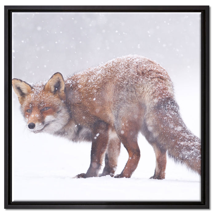 Roter Fuchs im Schneegestöber auf Leinwandbild Quadratisch gerahmt Größe 60x60