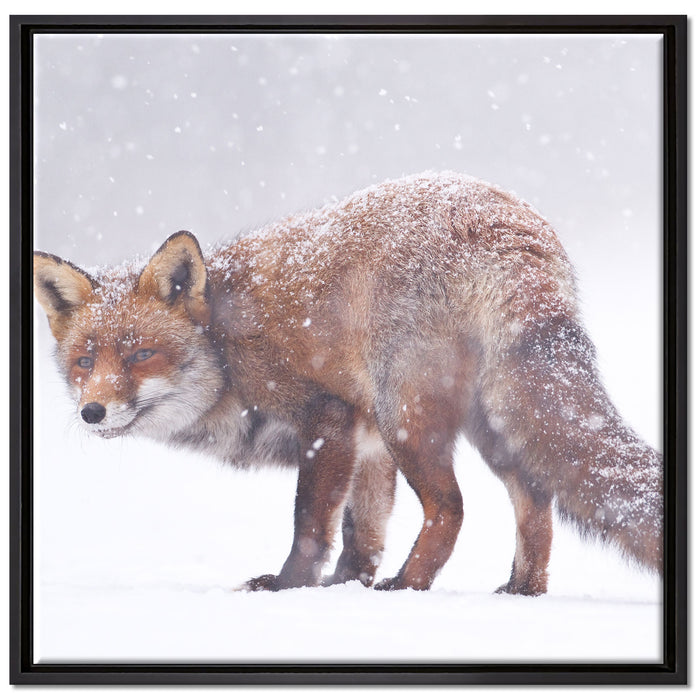 Roter Fuchs im Schneegestöber auf Leinwandbild Quadratisch gerahmt Größe 70x70