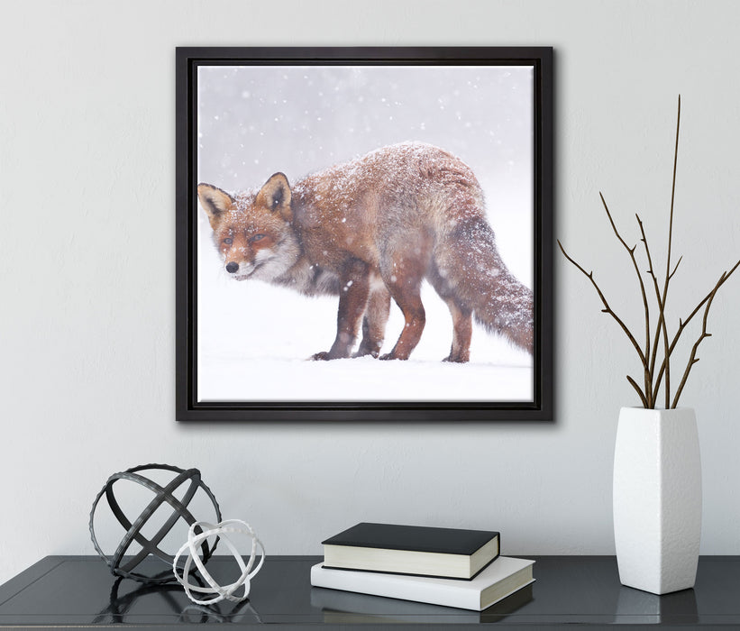 Roter Fuchs im Schneegestöber  auf Leinwandbild Quadratisch gerahmt mit Kirschblüten