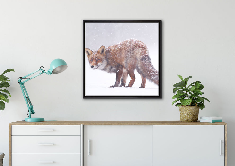 Roter Fuchs im Schneegestöber auf Leinwandbild gerahmt Quadratisch verschiedene Größen im Wohnzimmer