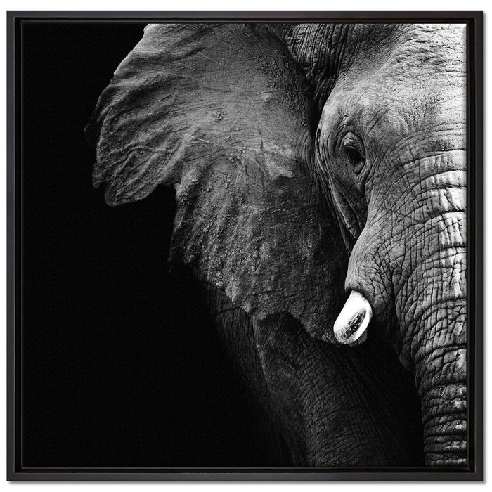 Elefant Porträt auf Leinwandbild Quadratisch gerahmt Größe 70x70
