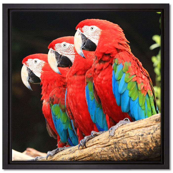 Papageien auf Ast auf Leinwandbild Quadratisch gerahmt Größe 40x40