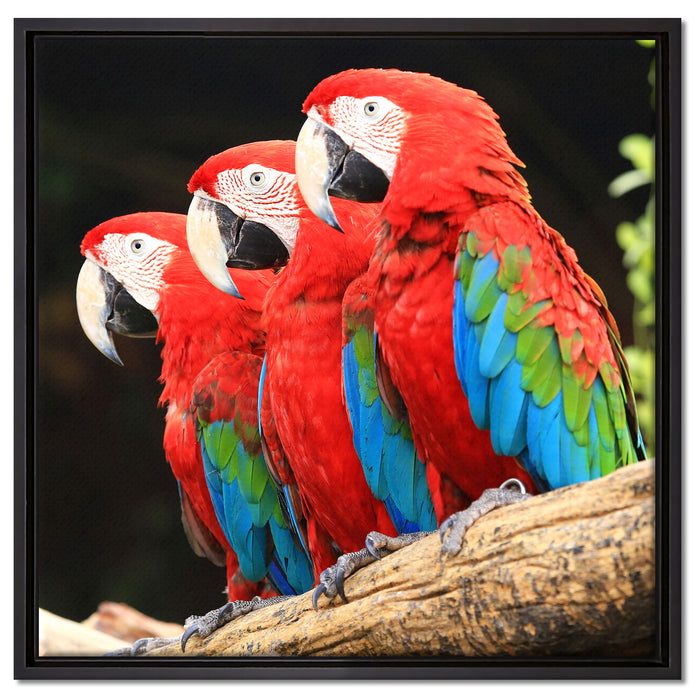 Papageien auf Ast auf Leinwandbild Quadratisch gerahmt Größe 60x60