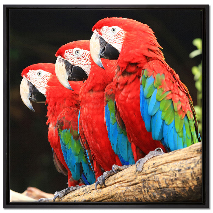Papageien auf Ast auf Leinwandbild Quadratisch gerahmt Größe 70x70