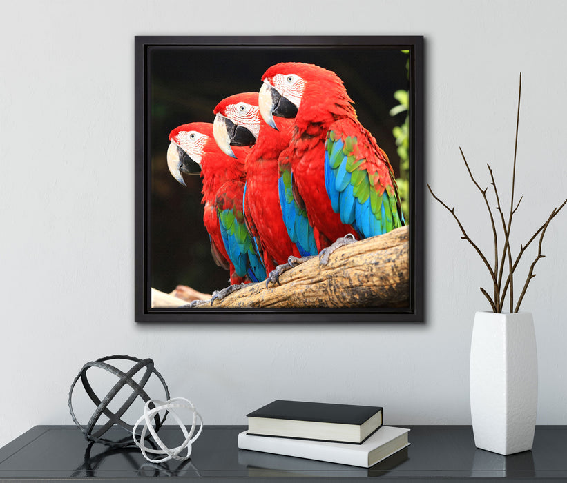 Papageien auf Ast  auf Leinwandbild Quadratisch gerahmt mit Kirschblüten