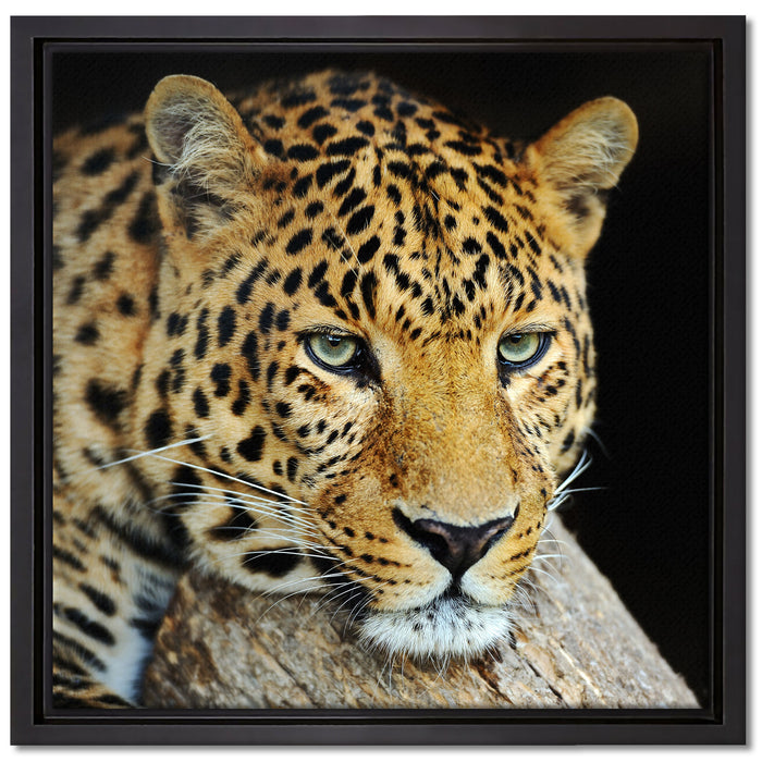 Ruhiger Leopard auf Leinwandbild Quadratisch gerahmt Größe 40x40