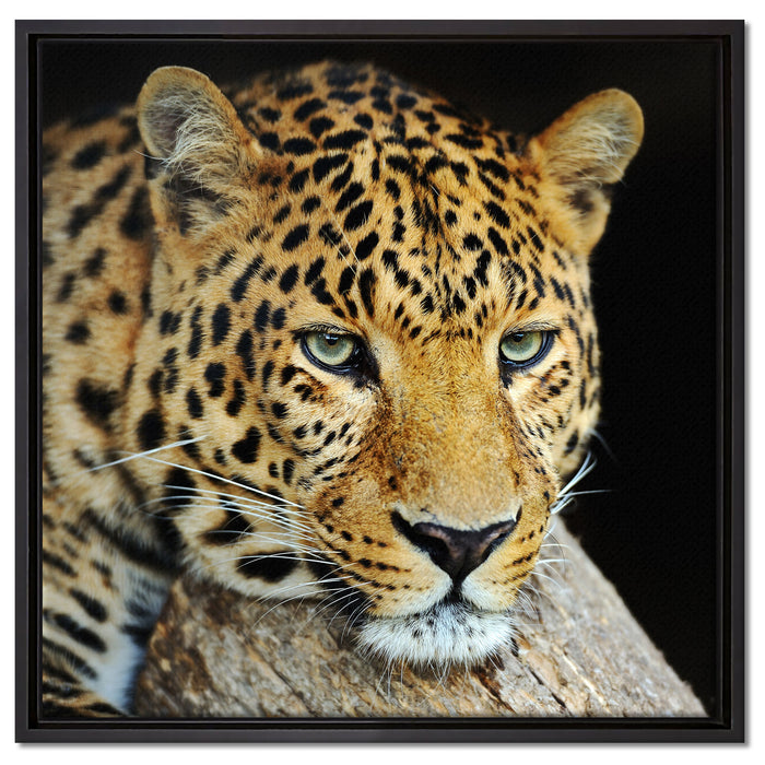 Ruhiger Leopard auf Leinwandbild Quadratisch gerahmt Größe 60x60