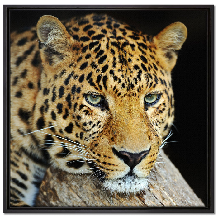 Ruhiger Leopard auf Leinwandbild Quadratisch gerahmt Größe 70x70