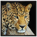 Ruhiger Leopard auf Leinwandbild Quadratisch gerahmt Größe 70x70