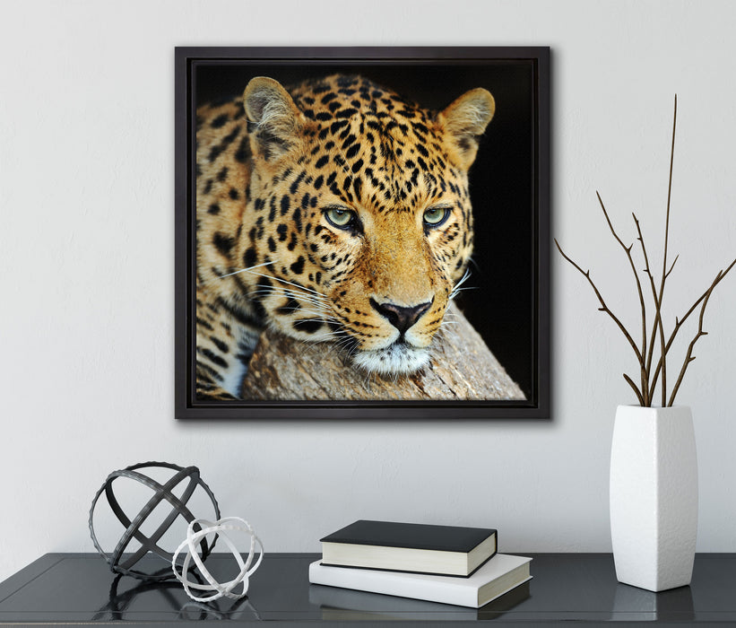 Ruhiger Leopard  auf Leinwandbild Quadratisch gerahmt mit Kirschblüten