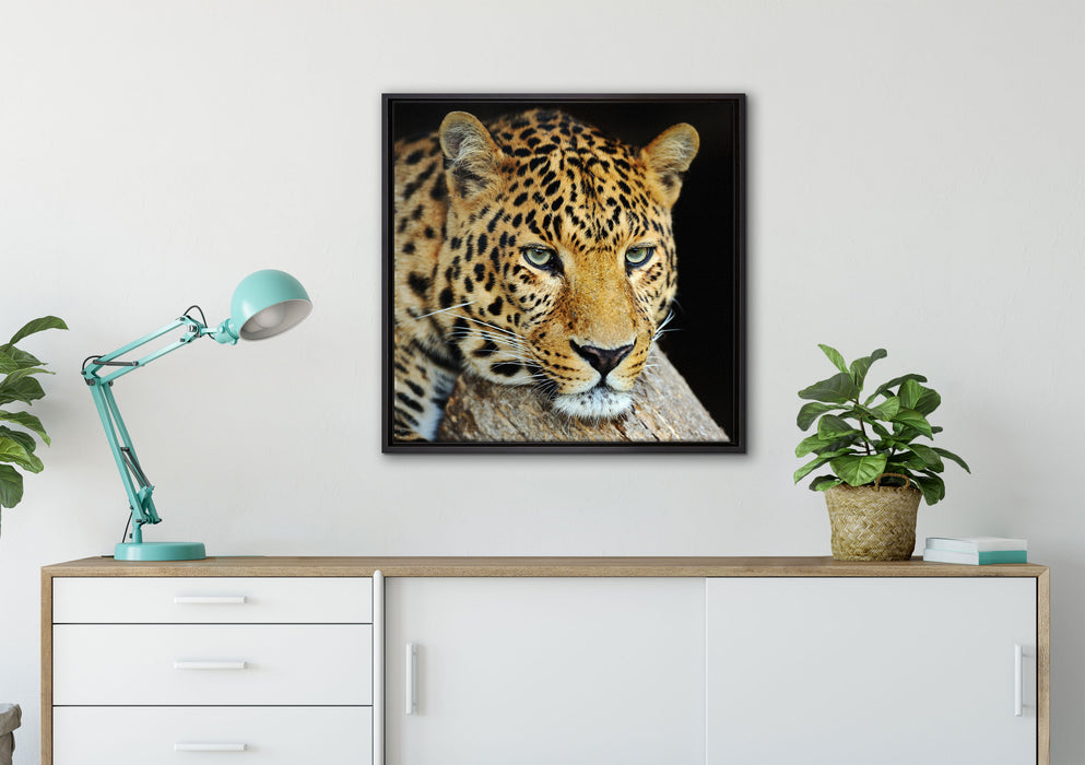 Ruhiger Leopard auf Leinwandbild gerahmt Quadratisch verschiedene Größen im Wohnzimmer