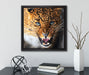 Fauchender Leopard  auf Leinwandbild Quadratisch gerahmt mit Kirschblüten