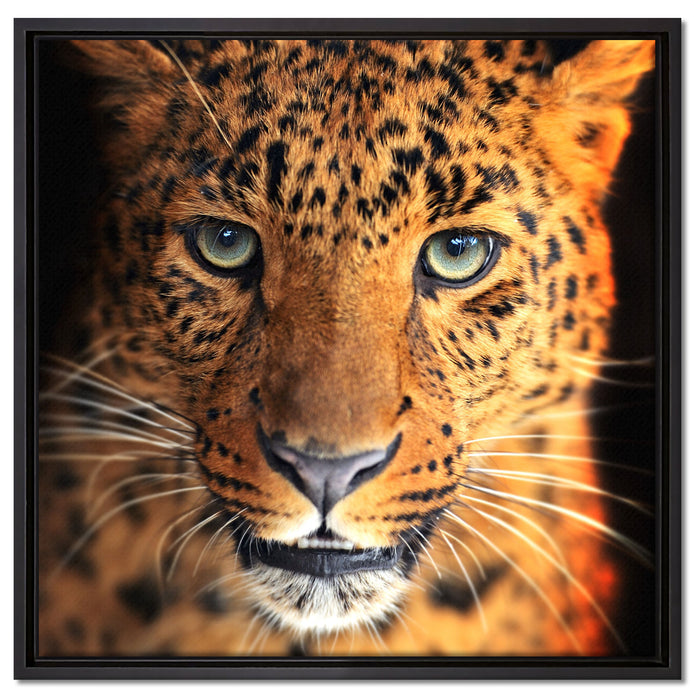 Stolzer Leopard auf Leinwandbild Quadratisch gerahmt Größe 60x60