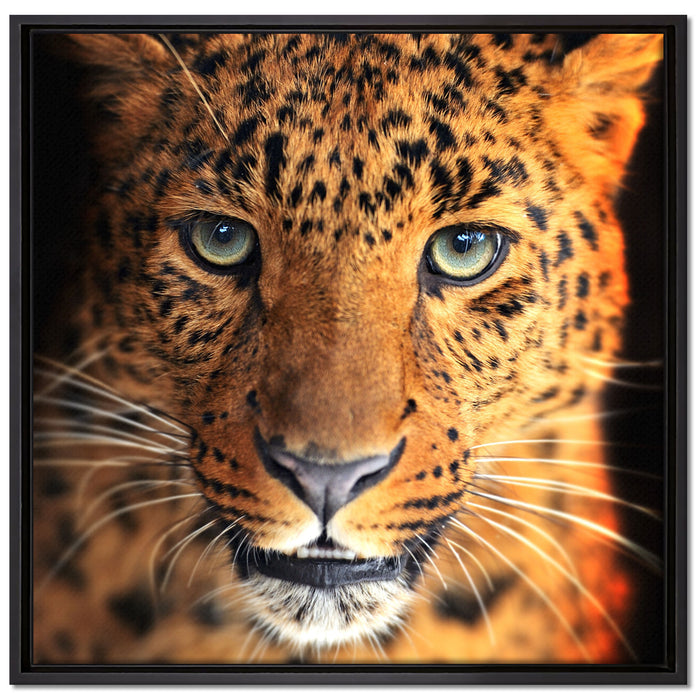 Stolzer Leopard auf Leinwandbild Quadratisch gerahmt Größe 70x70