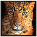 Stolzer Leopard auf Leinwandbild Quadratisch gerahmt Größe 70x70