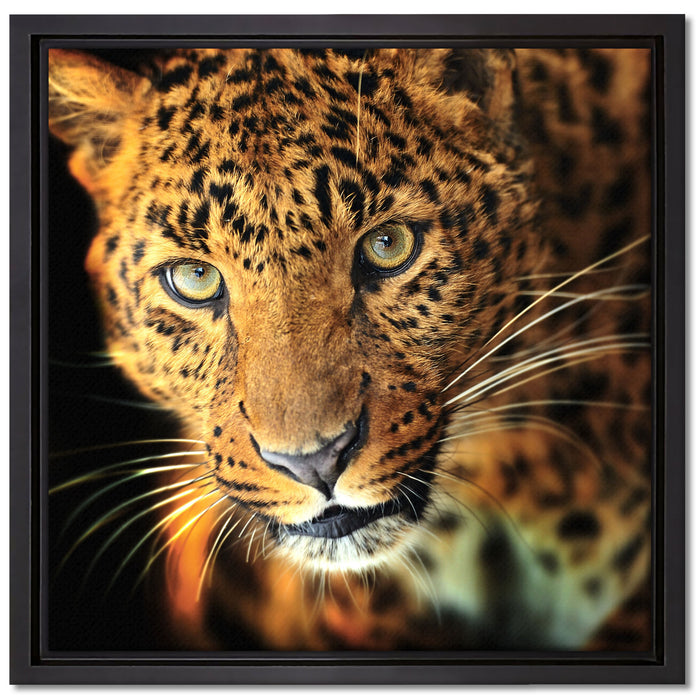 Anmutiger Leopard auf Leinwandbild Quadratisch gerahmt Größe 40x40