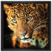 Anmutiger Leopard auf Leinwandbild Quadratisch gerahmt Größe 40x40
